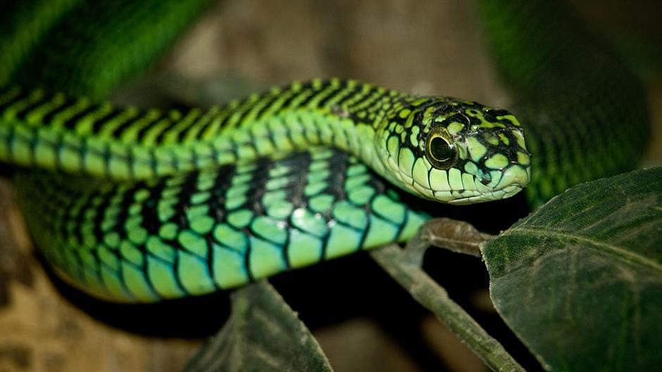 male-boomslang