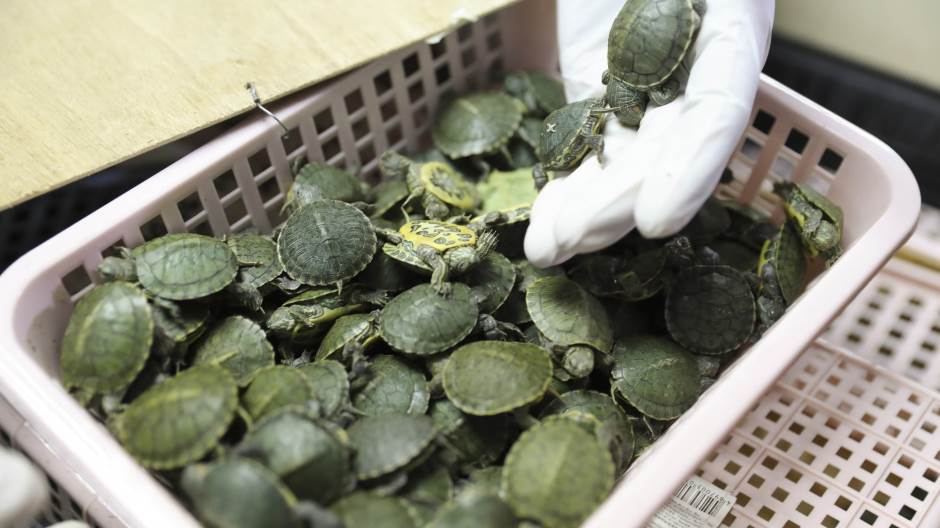 Malezija, kornjače, zaplena