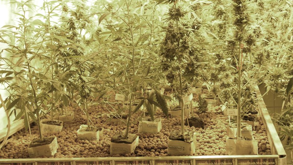 marihuana_droga_morguefile