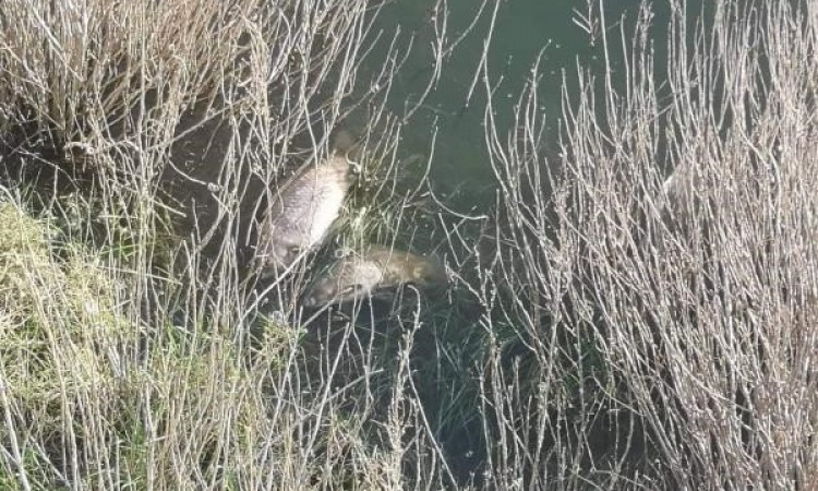 busko jezero pomor ribe