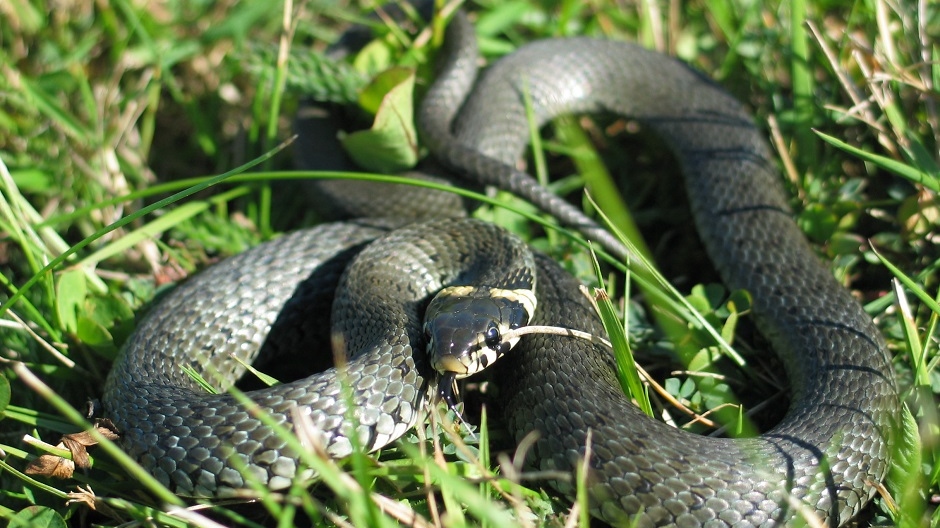 Natrix_natrix_(Karl_L)