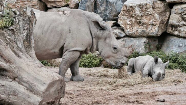 nosorog-201712-725x408