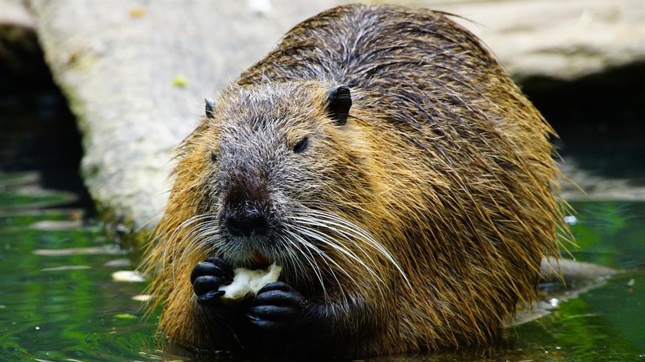 nutria-1386446_1280