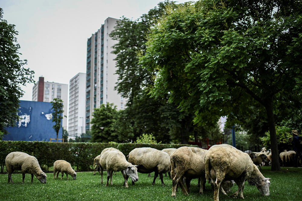 Ovce u centru pariza foto AFP STEPHANE DE SAKUTIN (1)
