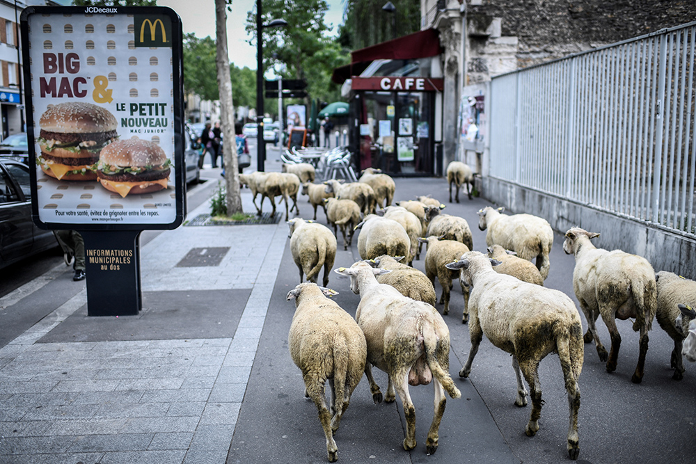 Ovce u centru pariza foto AFP STEPHANE DE SAKUTIN (5)