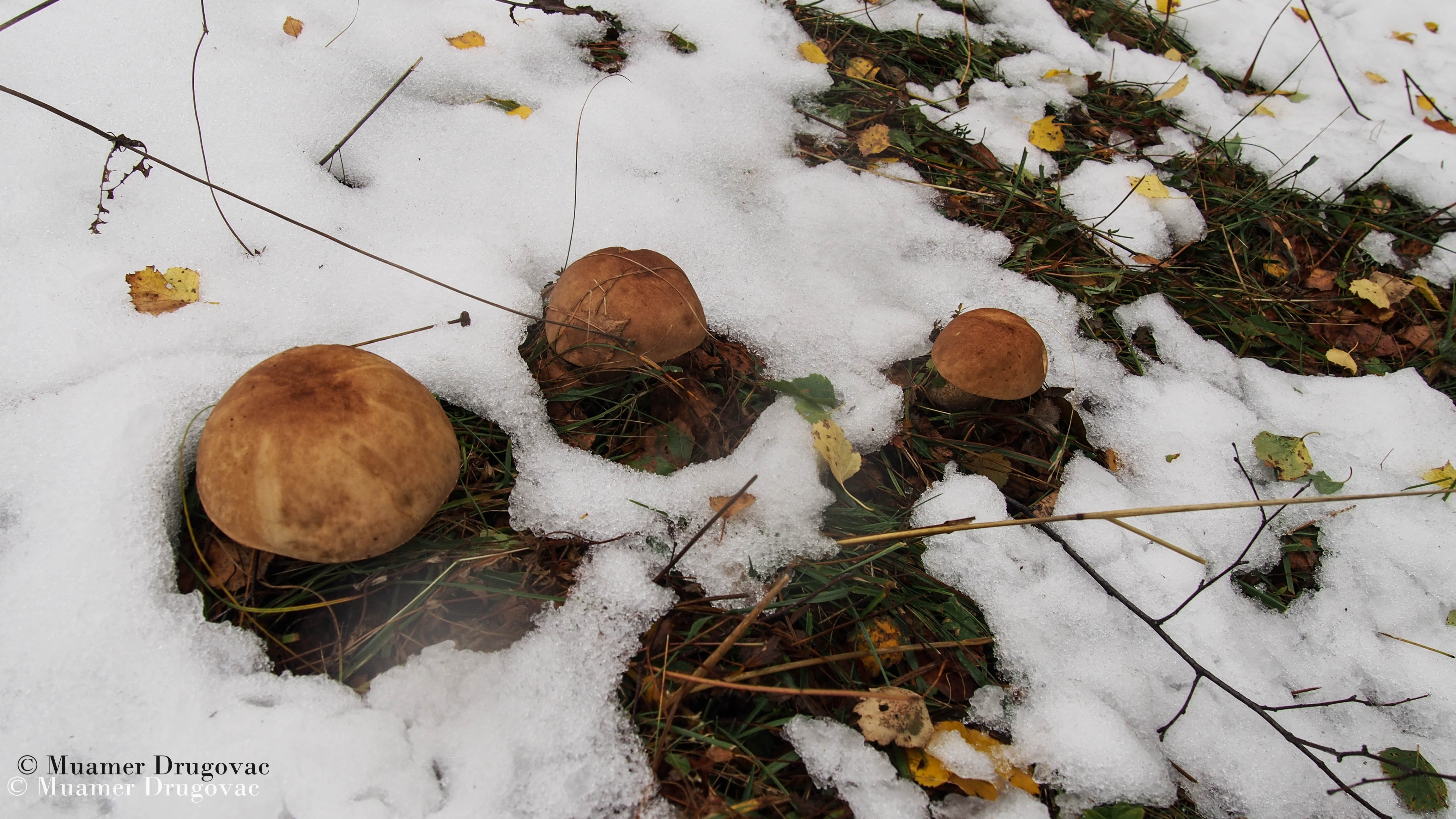 Muamer Drugovac / Avantur