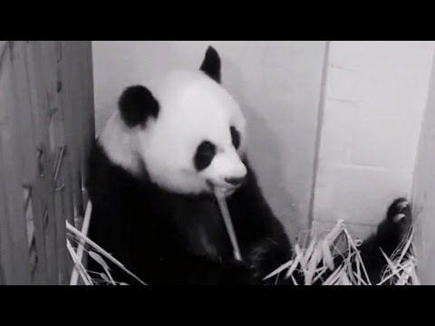 Panda očekuje bebe