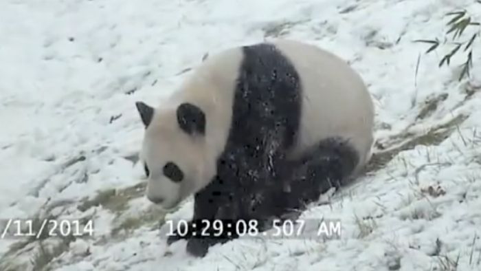 panda show