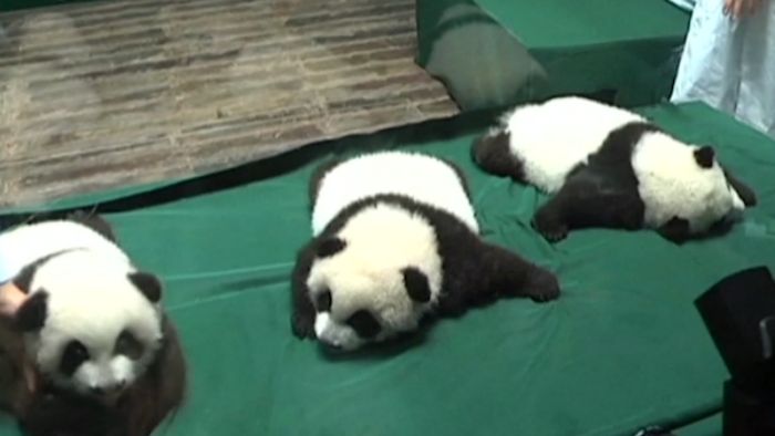 pandice2