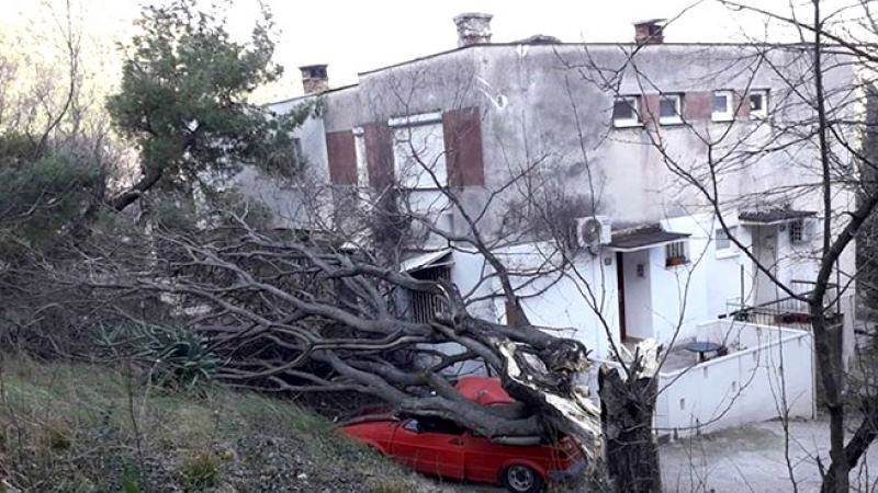 panjevina_stablo (1)