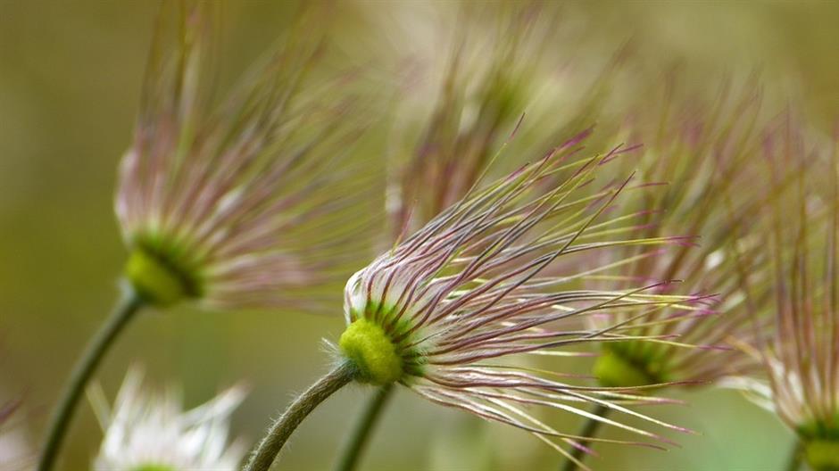 pasque-flower-323221_960_720