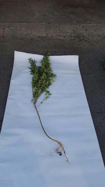 Patkovača, indijska konoplja