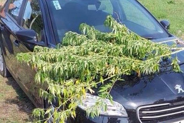 Patkovača, indijska konoplja