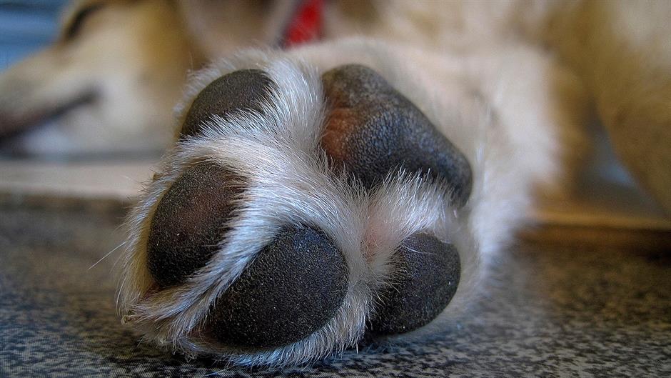 paw-697837_1920