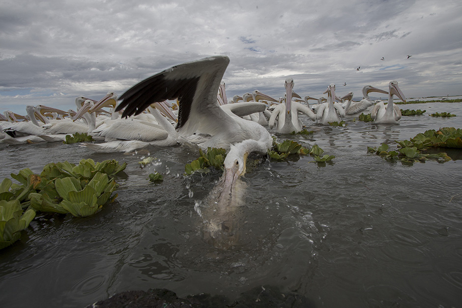 AFP/Hesctor Guerrero