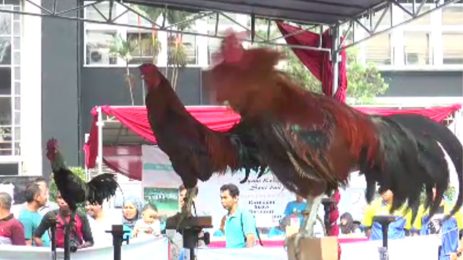 pijetlovi indonezija ana