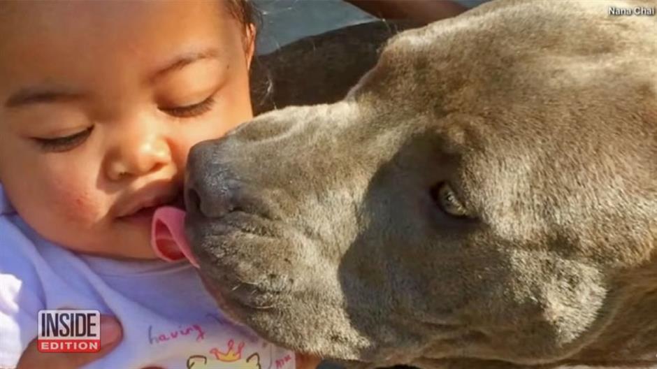 Pit Bul spasio dete iz pozara