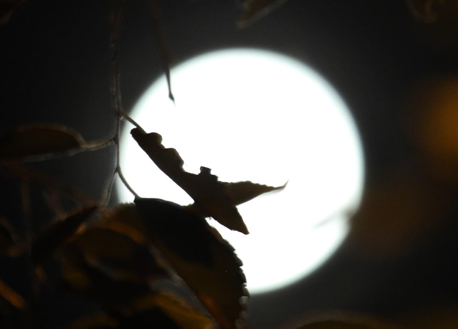 Dusko Jaramaz/PIXSELL