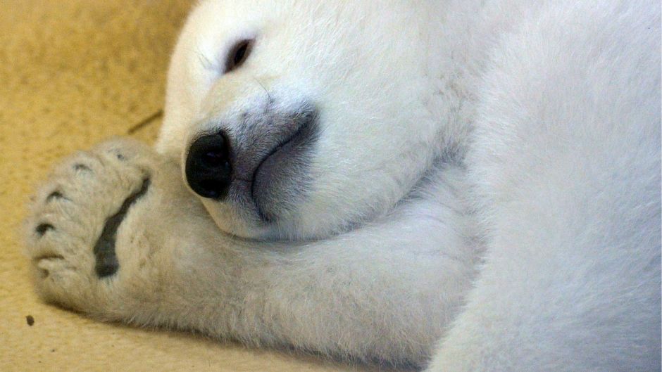 polarni medvjed sapa