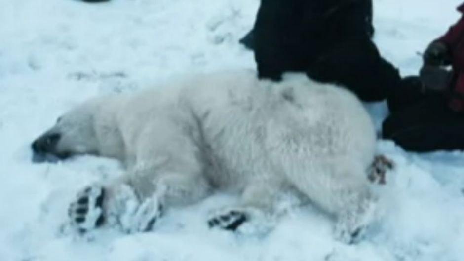 polarni medvjed2