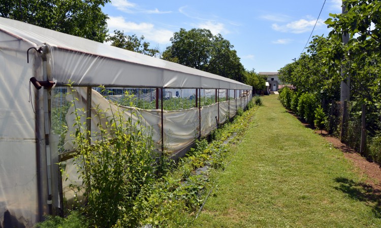 poljoprivreda_plastenik