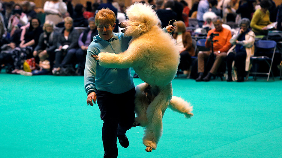 Psi 11 foto EUTERS-Darren Staples 1