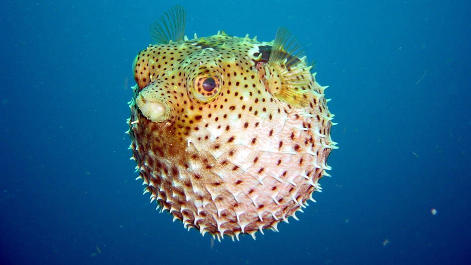 pufferfish-wallpaper-46868.jpeg