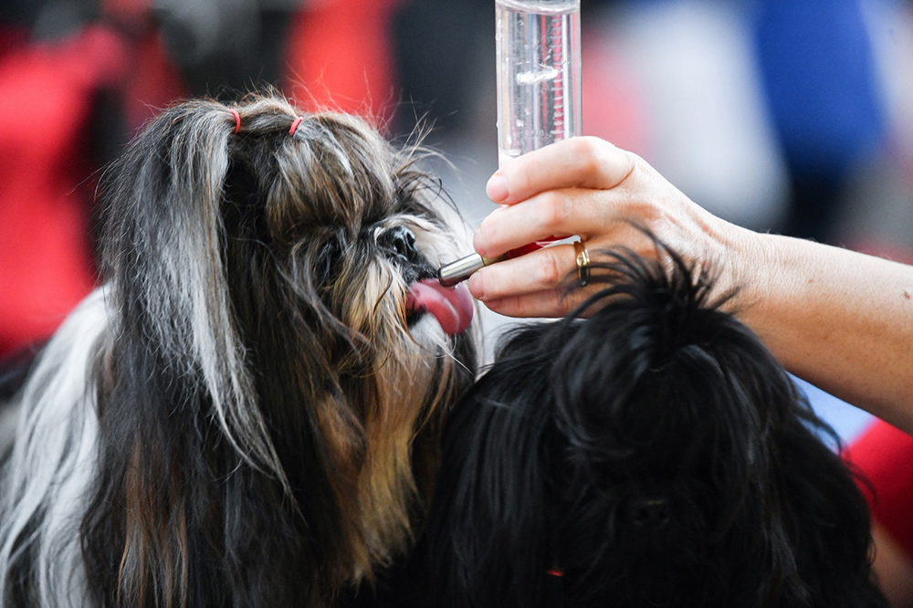 PIXSELL/Sandra Simunovic