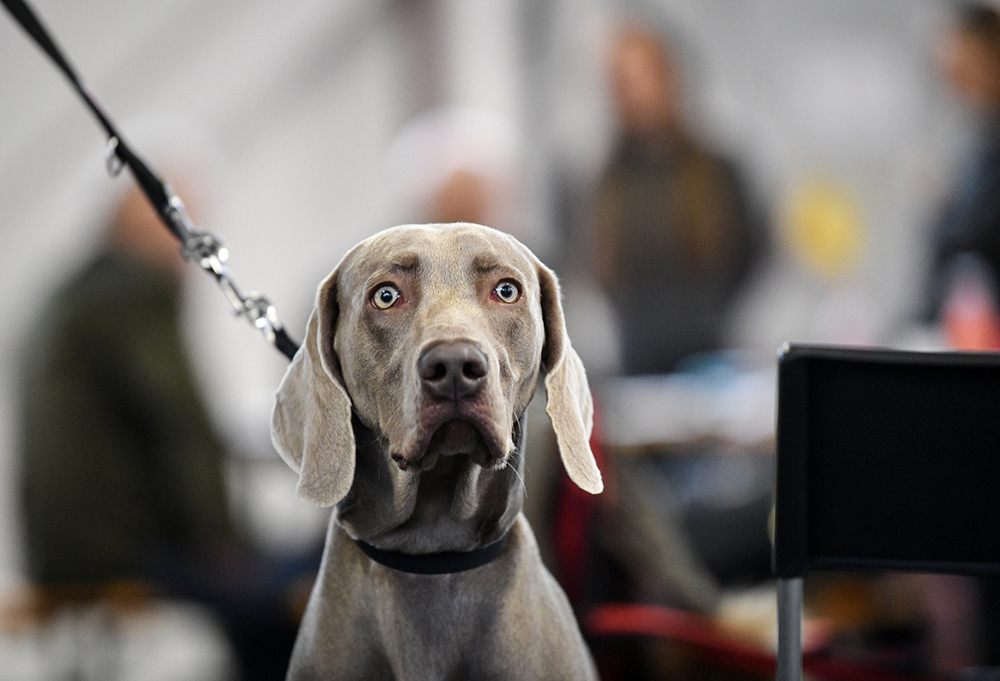 PIXSELL/Sandra Simunovic