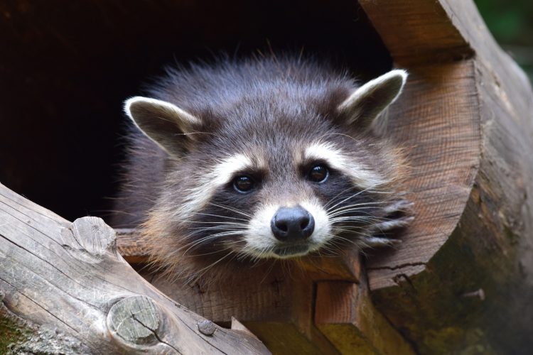 raccoon-853830_1920-750x500