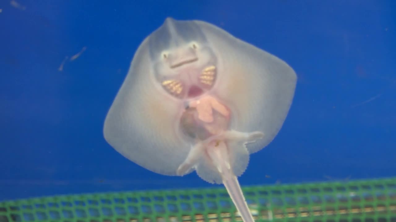 Raže ne mogu u more