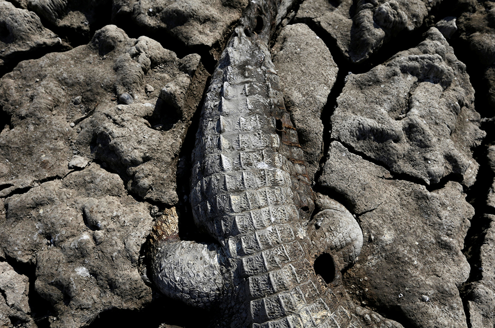 REUTERS/JORGE ADORNO