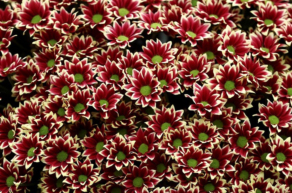 Reuters/Simon Dawson