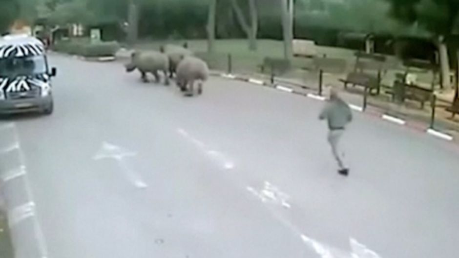 rhinos escaped