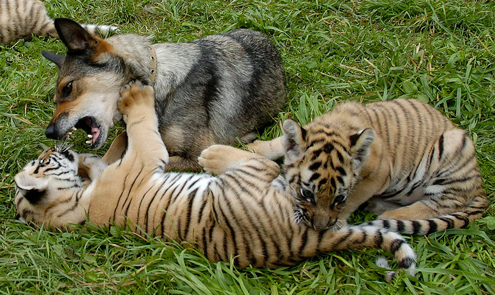 REUTERS/Ilya Naymushin