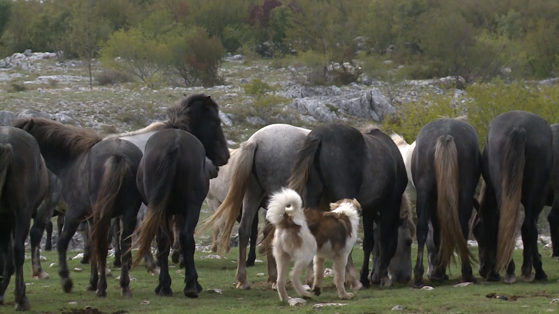 SA-DIVLJI KONJI PKG-19-DJK-1(20170928-182942626).Still004