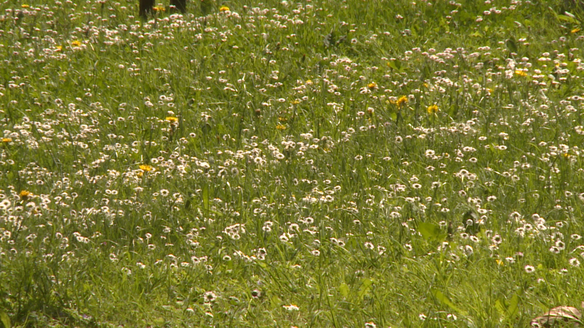 SA-DODIK O PUTINU-JJD-1(20180428-142159297).00_00_03_15.Still011