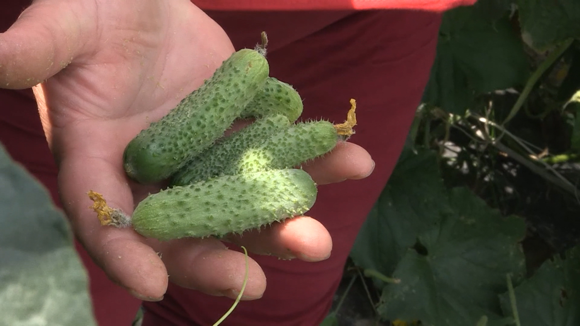 SA-KRASTAVCI PKG-NAT-1(20200808-152053577).mxf.00_00_06_00.Still001