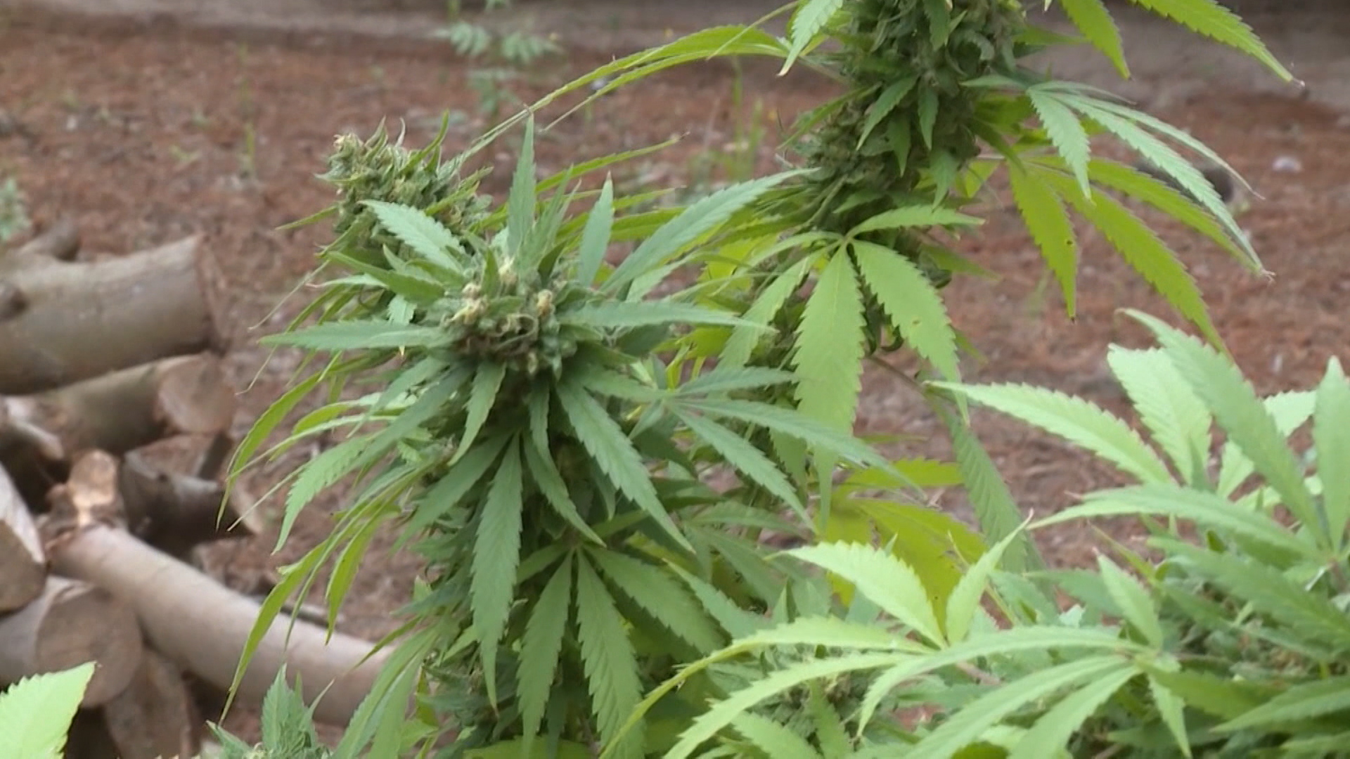 SA-LEGALIZACIJA MARIHUANE PKG-RAS-1(20201210-170205105).mxf.00_02_13_14.Still002