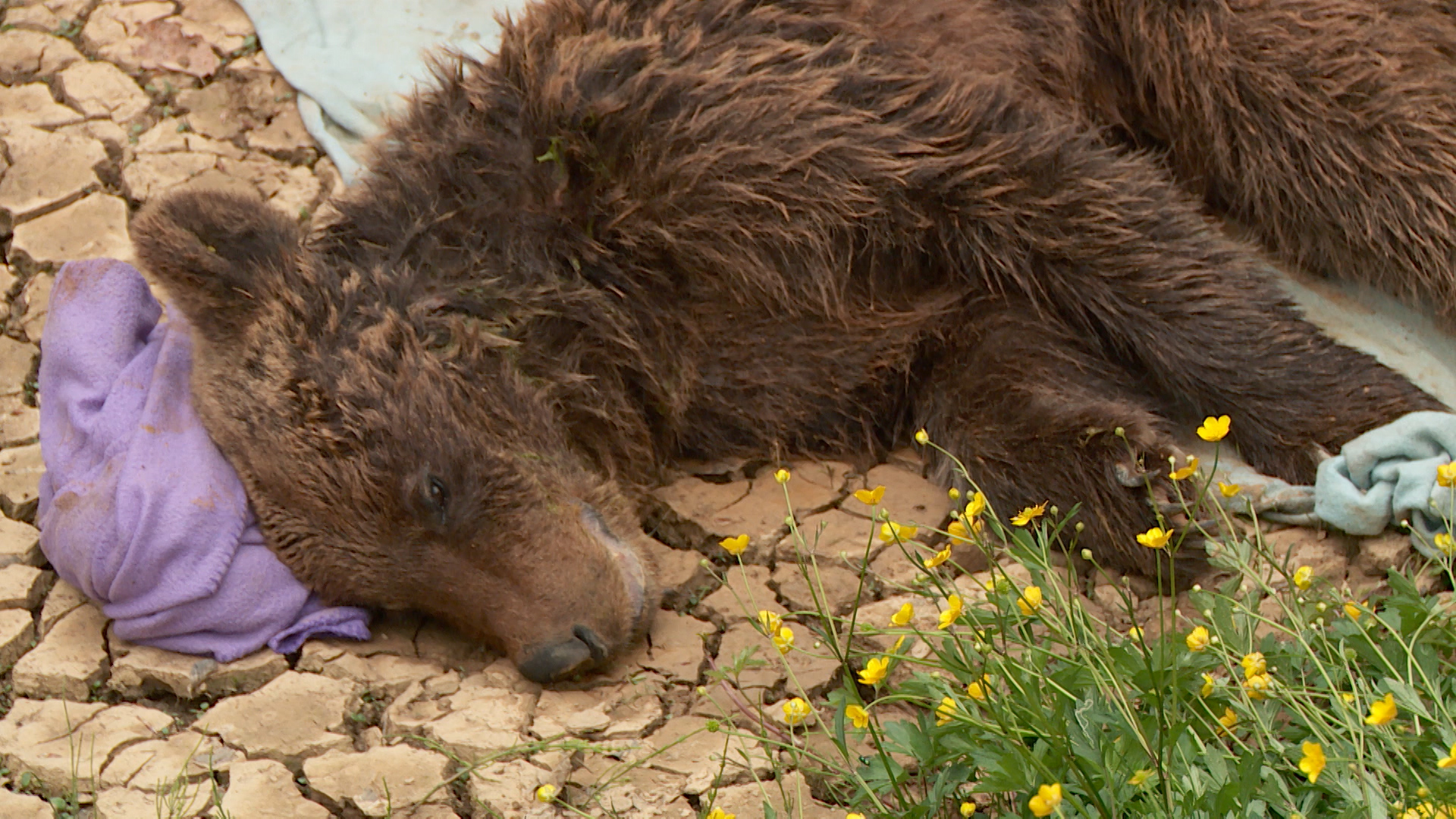 SA-MEDVJED PKG-DAM(20200523-192243120).mxf.00_02_13_19.Still002