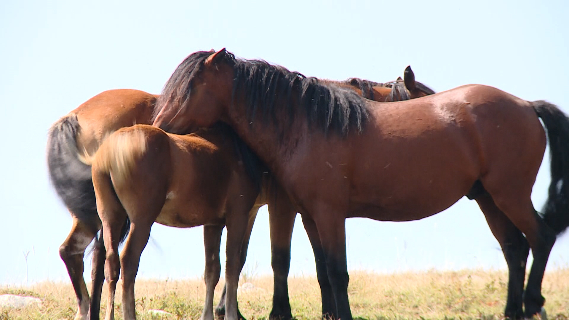 SA-PRVACICI PKG-ALT-1(20180901-172700034).00_02_23_10.Still006