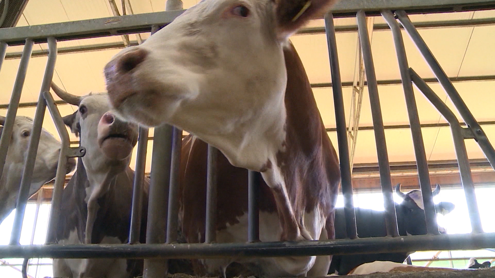 SA-TRGOVSKA PROTEST SA PKG-ADS(20190729-161246639).00_03_00_23.Still014