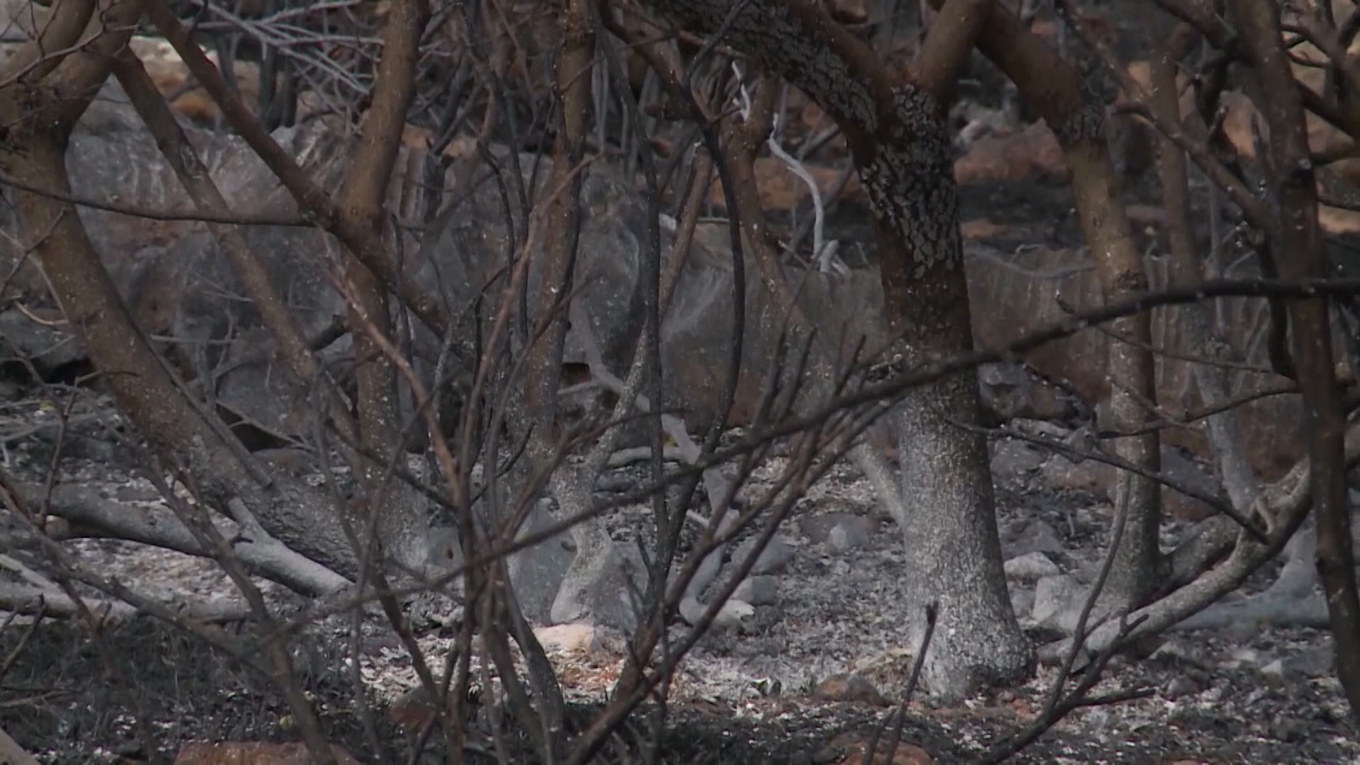 SA-UCIONICA SKYPE PKG-19-AIH-1(20180427-141845613).00_02_48_08.Still006