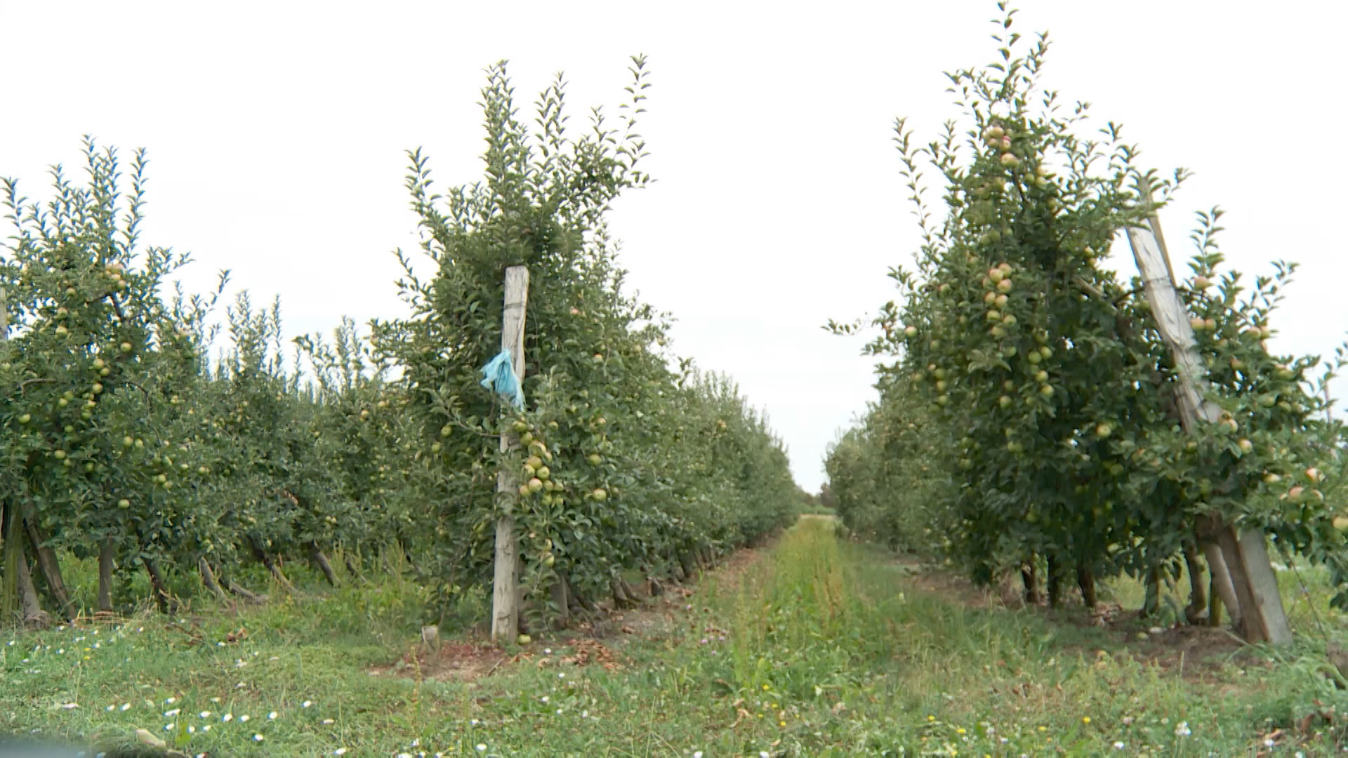 SA-VRUCINE POLJOPRIVREDA PKG-ANM-1(20190813-172211373).00_00_00_00.Still002