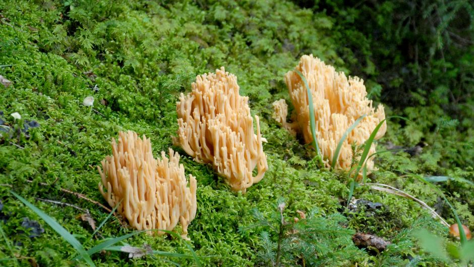 Anadolija