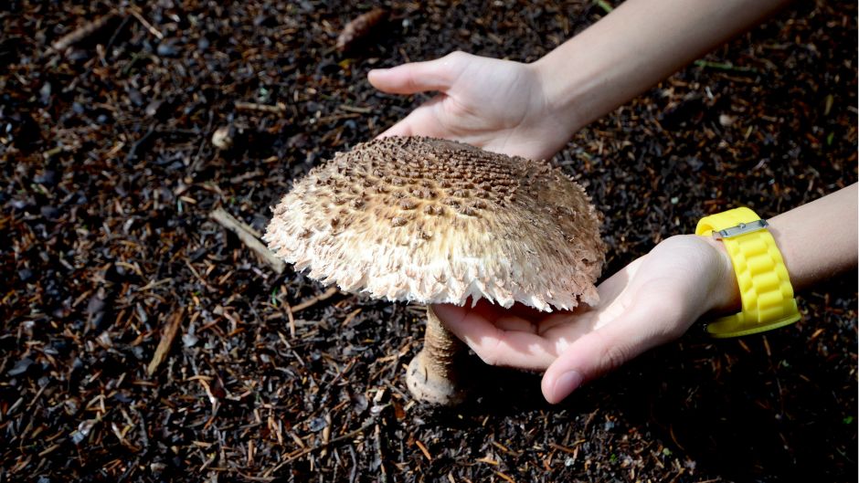 Anadolija
