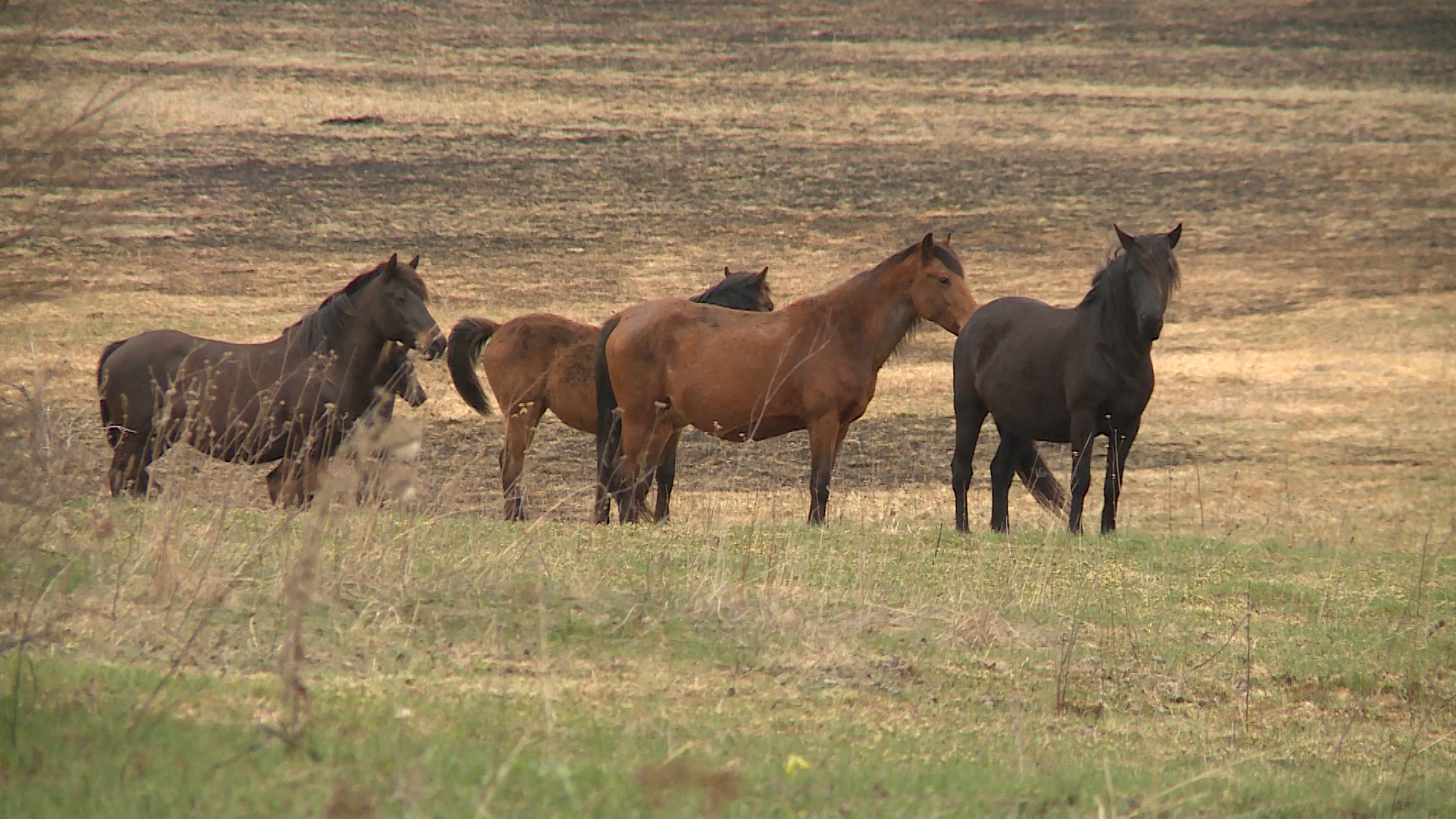 SBosanski brdski konji