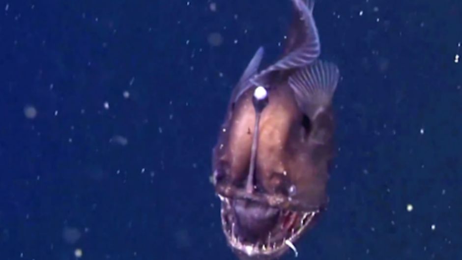 seadevil
