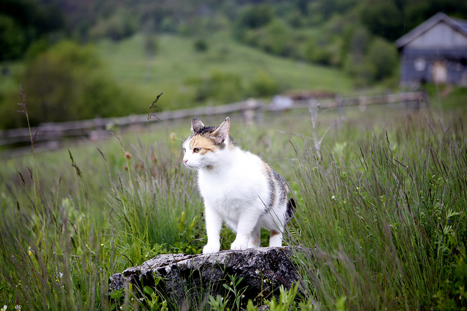 ANADOLIJA/Emre Baştuğ