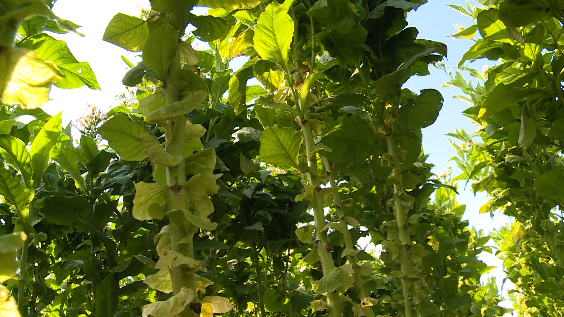 Sequence 01.Still001